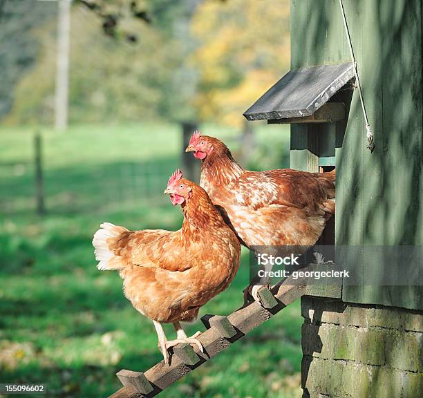 Hens On A Henhouse Ladder Stock Photo - Download Image Now - Chicken - Bird, Hen, Chicken Coop