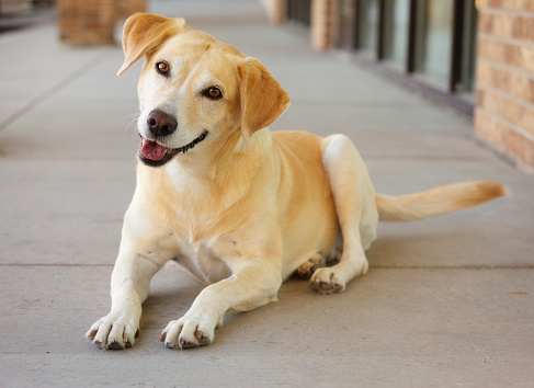 A happy yellow lab dog sitting on a sidewalk.