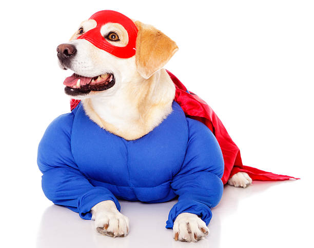 Superhero Dog Stock Photo - Download Image Now - Superhero, Dog, Animal -  iStock