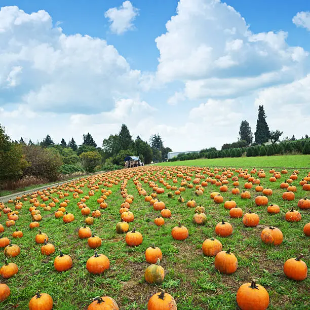 Photo of Pumpkins for Picking