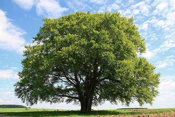velha árvore de faia verão - tree single object remote landscape - fotografias e filmes do acervo