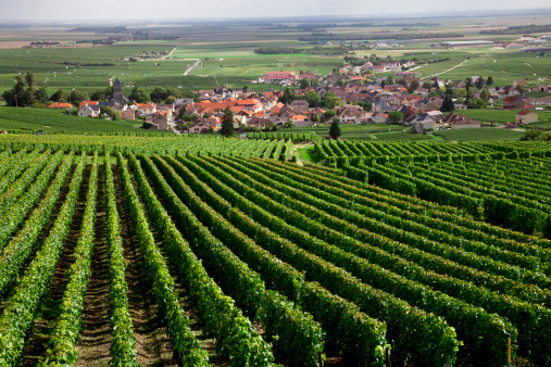 Summer vineyards landscape and village Pommard. Burgundy road. Cote de Beaune, Cote d'Or, France.