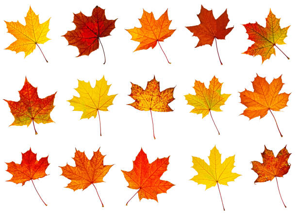istock big collection of autumnal leaf 155097196