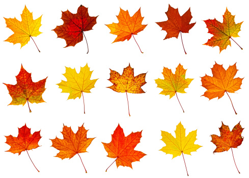 big collection of  a perfect autumnal leaf, displaying a range of warm tones. Over white.