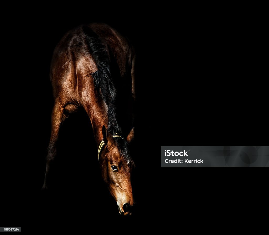Braunes Pferd im Schatten - Lizenzfrei Pferd Stock-Foto