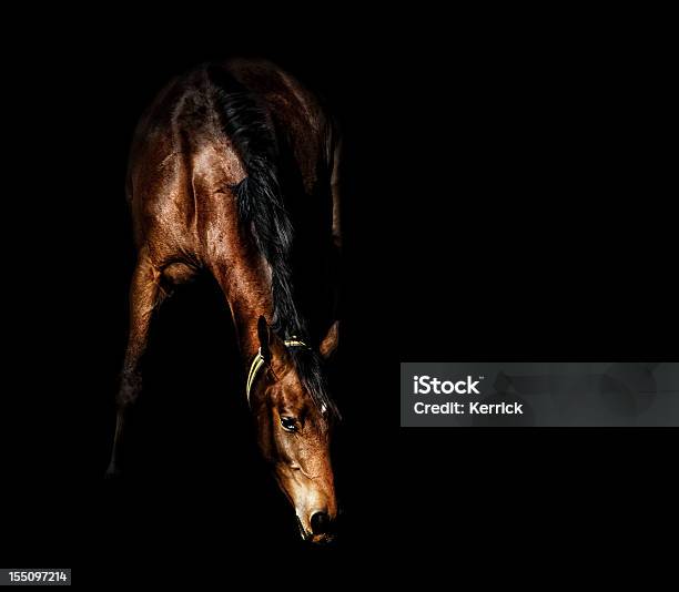 Braunes Pferd Im Schatten Stockfoto und mehr Bilder von Pferd - Pferd, Schwarz - Farbe, Braun