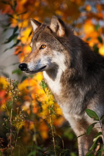 Focused large male grey wolf walking in the forest.