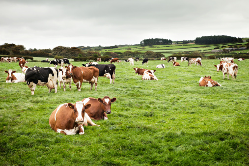 Holstein Cows, red and black, at rest in a North Wales Field on an overcast day. Several are looking at the camera.