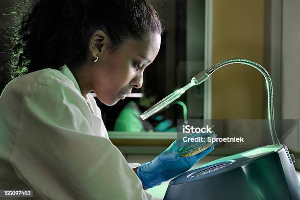 Photo libre de droit de Biotechnologist De Chèques Aux Bactéries Dans Les Paysages Échantillon banque d'images et plus d'images libres de droit de Scientifique