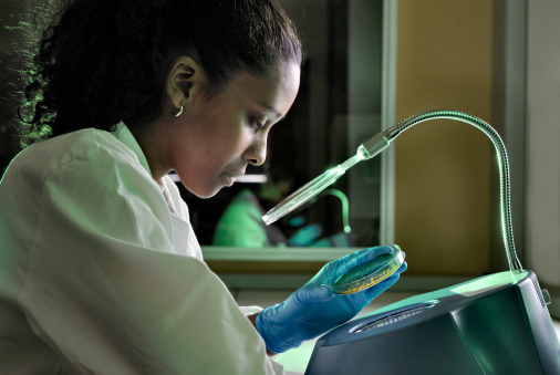 A biotechnologist checks for E.coli growth in a food sample. Green gel added