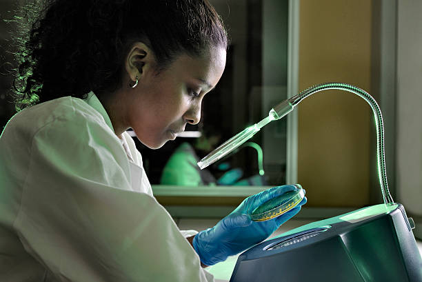 biotechnologist verificações de bactérias em comida experimente paisagem - separating laboratory - fotografias e filmes do acervo