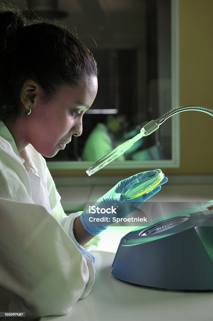 Biotechnologist 수표 세균이 있는 음식물 샘플 세로는 - 로열티 프리 페트리 접시 스톡 사진