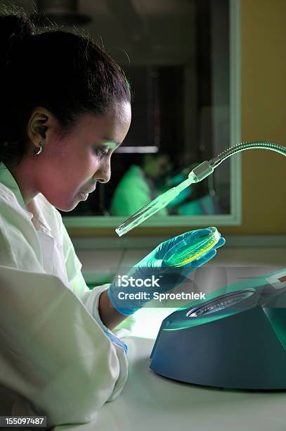 Biotechnologist 수표 세균이 있는 음식물 샘플 세로는 페트리 접시에 대한 스톡 사진 및 기타 이미지 - 페트리 접시, 실험실, 대장균