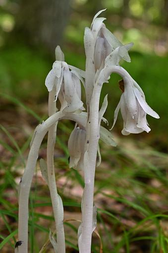 Indian pipes (Monotropa uniflora), a wildflower not a mushroom, in the New England forest in midsummer. With one pendant flower on each stem, this is one of the few plants that lack chlorophyll (which makes plants green). It can live in dark forests because it needs no sunlight for photosynthesis. It survives by parasitizing certain fungi, trees and decomposing plants. Also called ghost plant.