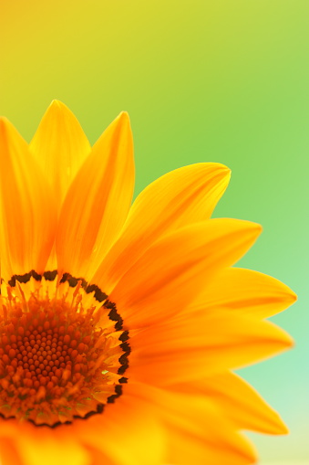 Close up Spring flower. Very shallow depth of field with selective focus.