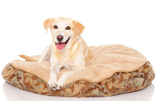 A happy yellow labrador dog laying on a bed against a white background.