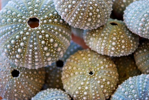 A Background of Kina Shells with differential focus. The focus is on the top Kina Shell. This photo is in soft focus.