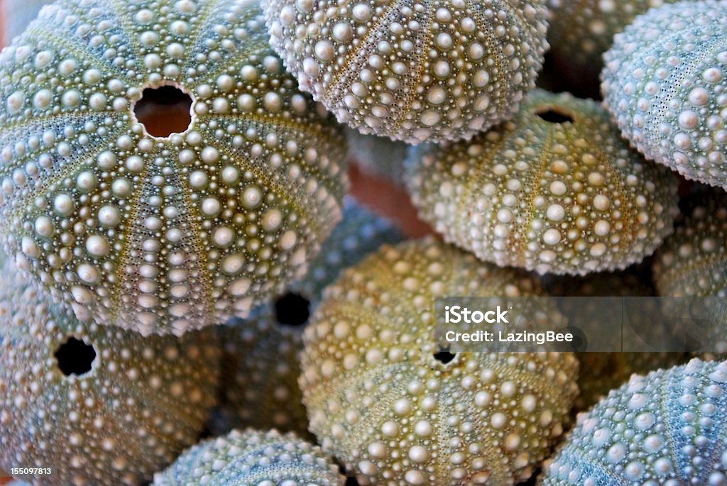 Kina - NZ Sea Urchin (Evechinus Chloroticus) A Background of Kina Shells with differential focus. The focus is on the top Kina Shell. This photo is in soft focus. Animal Shell Stock Photo