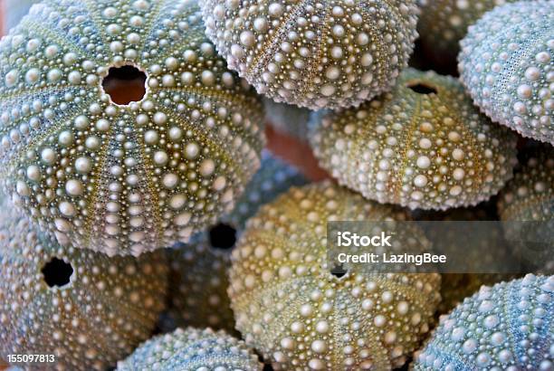 Kina Nz Sea Urchin Stock Photo - Download Image Now - Animal Shell, Beach, Close-up