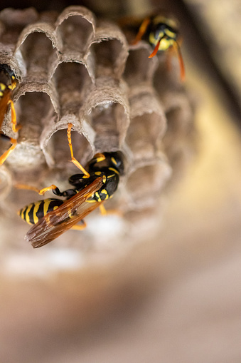 close up of European wasp (Vespula germanica) building a nest to start a new colony in wooden loft. macro shot with selective focus