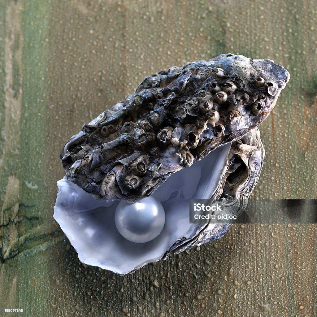 pearl em conchas de ostras - Foto de stock de Ostra royalty-free