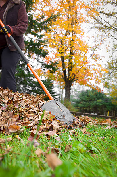 istock Raking Autumn Leaves. 155097856