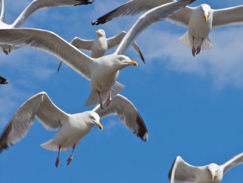 Angry looking seagulls on a bright blue sky