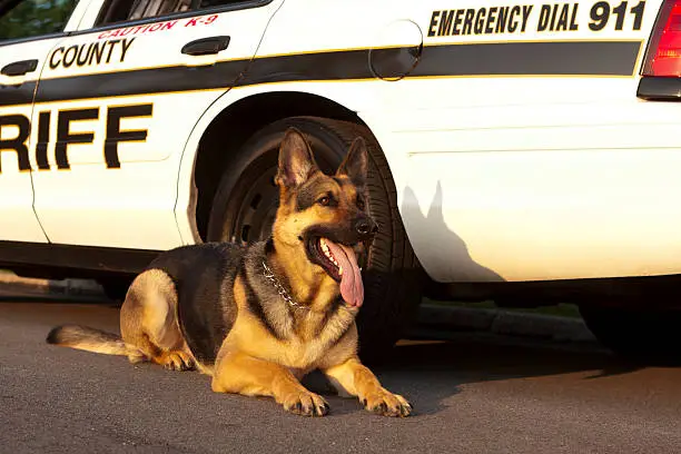 Photo of German Shepard canine unit laying in front of a sheriffs car