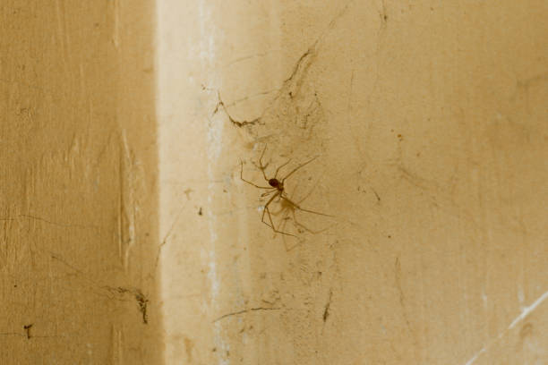 istock An empty house wall covered in cobwebs. 1550978836