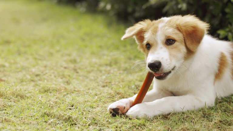 Face close up of adorable small puppy is lying on green grass in beautiful house garden and chewing dog snack for cleaning his teeth and exercise his mouth muscle which is for healthy pet caring.