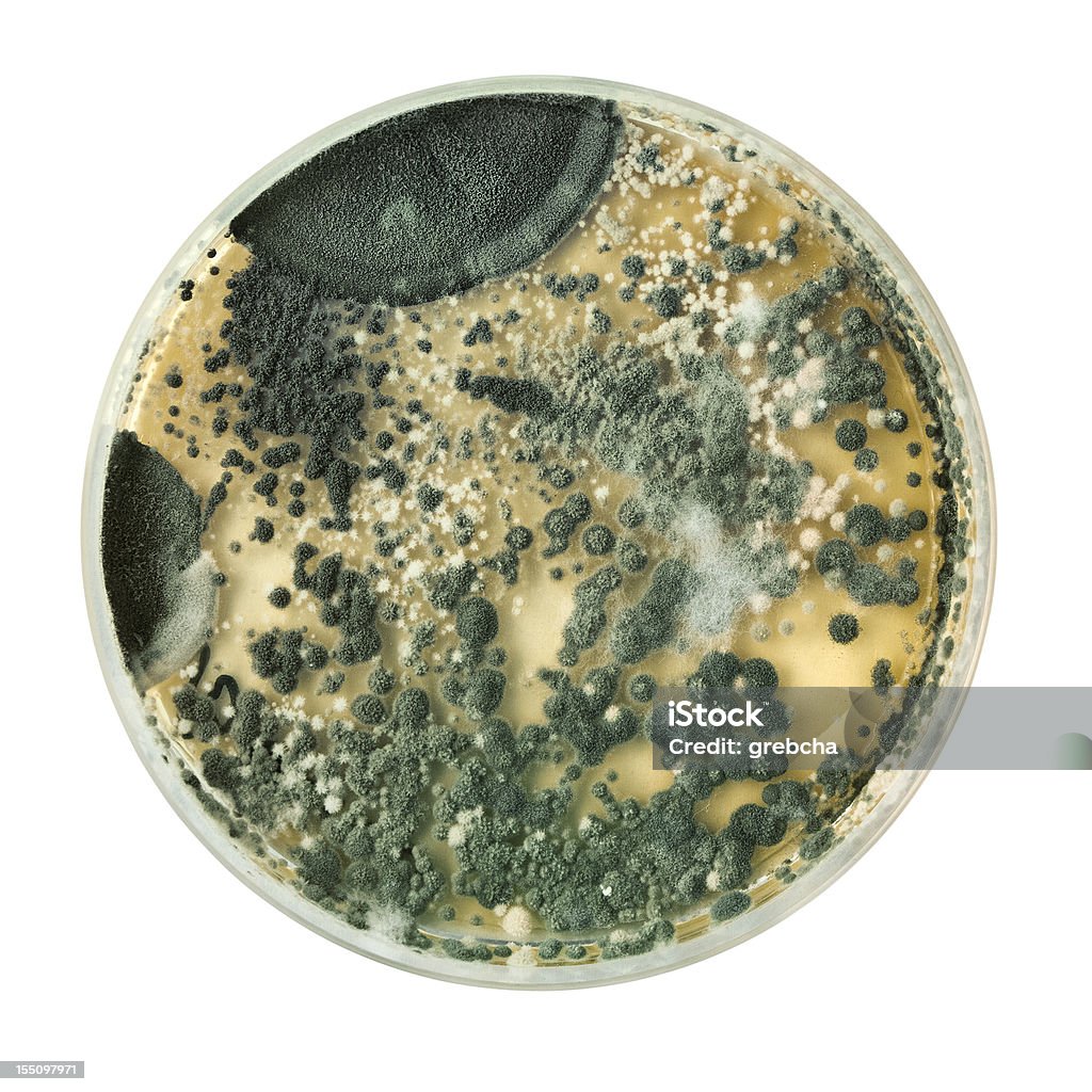 Placa de Petri en blanco - Foto de stock de Asistencia sanitaria y medicina libre de derechos