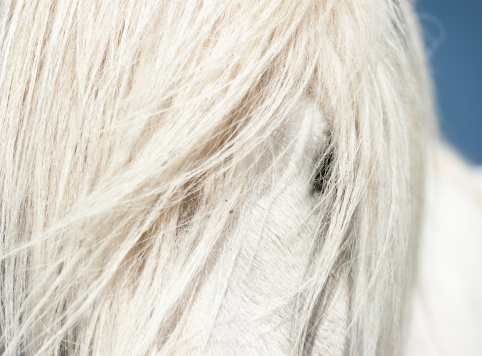 detail shot of icelandic horse
