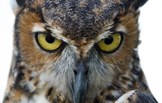 Close up of great horned owl, Bubo virginianus.