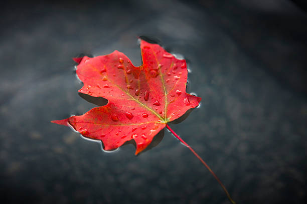 ahorn blätter auf dem wasser treiben - autumn water leaf stream stock-fotos und bilder