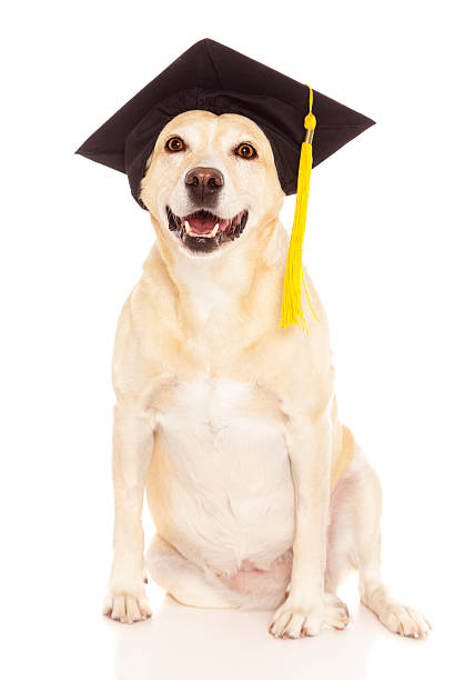 chien de diplômés - dog graduation hat school photos et images de collection