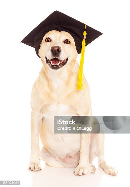 Foto de Cachorrograduação e mais fotos de stock de Cão - Cão, Chapéu de Formatura, Formatura