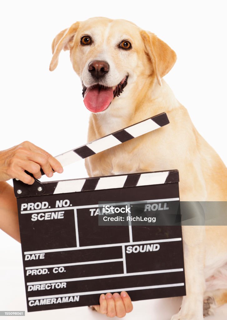 Actor perro - Foto de stock de Actor libre de derechos