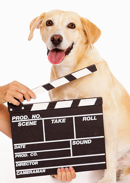 Actor Dog Stock Photo - Download Image Now - Dog, Actor, Happiness - iStock Actor Dog Stock Photo - Download Image Now - Dog, Actor, Happiness - iStock