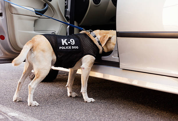 Police Dog An explosives and drug-sniffing police dog investigating the inside of a car. police dog handler stock pictures, royalty-free photos & images