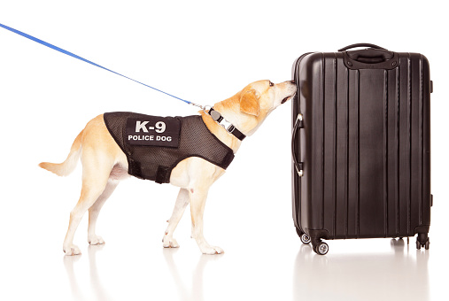 An explosives and drug-sniffing police dog investigating a suitcase.