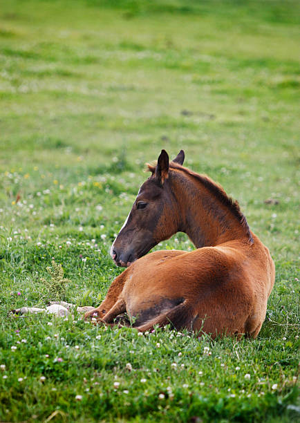 istock Resting foal on the meadow 155098212