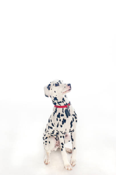 istock Dalmatian puppy sitting 155098219