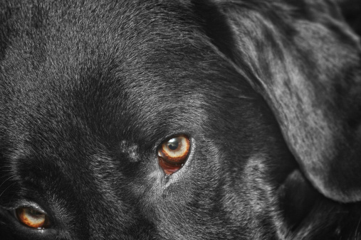Close-up of a Labrador Retriever's sweet face and curious eyes. Her left eye has several reflections. BW monotone with highlight color.
