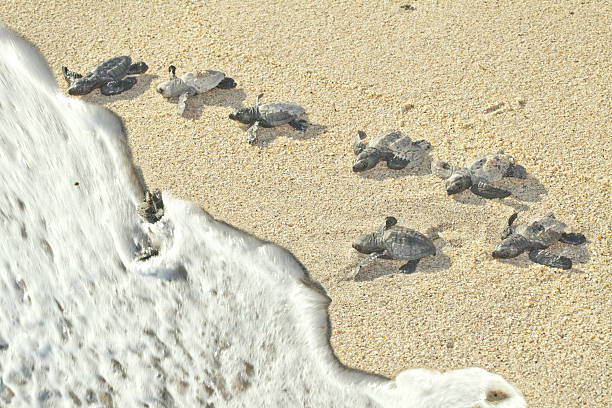 verde oliva ridley tartarughe marine racing all'oceano (lepidochelys olivacea - turtle young animal beach sand foto e immagini stock