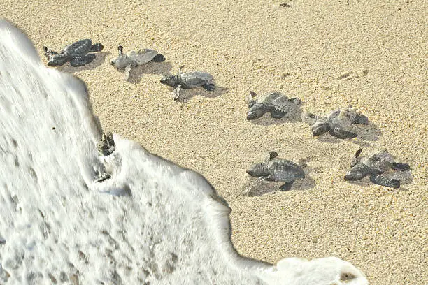 Photo of Olive Ridley Sea Turtles racing to the ocean (Lepidochelys olivacea)