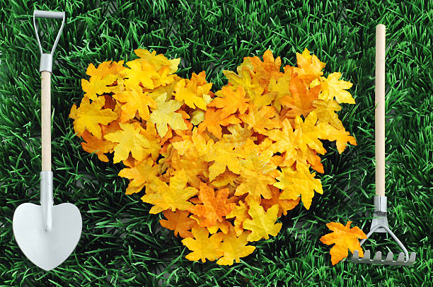 istock heart shape autumn leaf with gardening equipment on grass 155098416