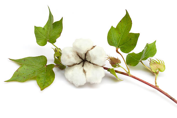 Cotton Cotton isolated on white background cotton ball photos stock pictures, royalty-free photos & images