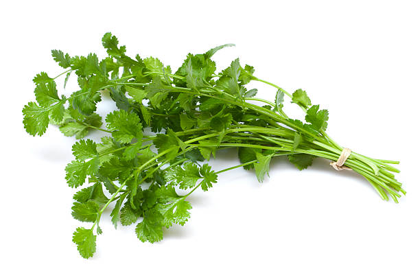 coentro - parsley garnish isolated herb - fotografias e filmes do acervo