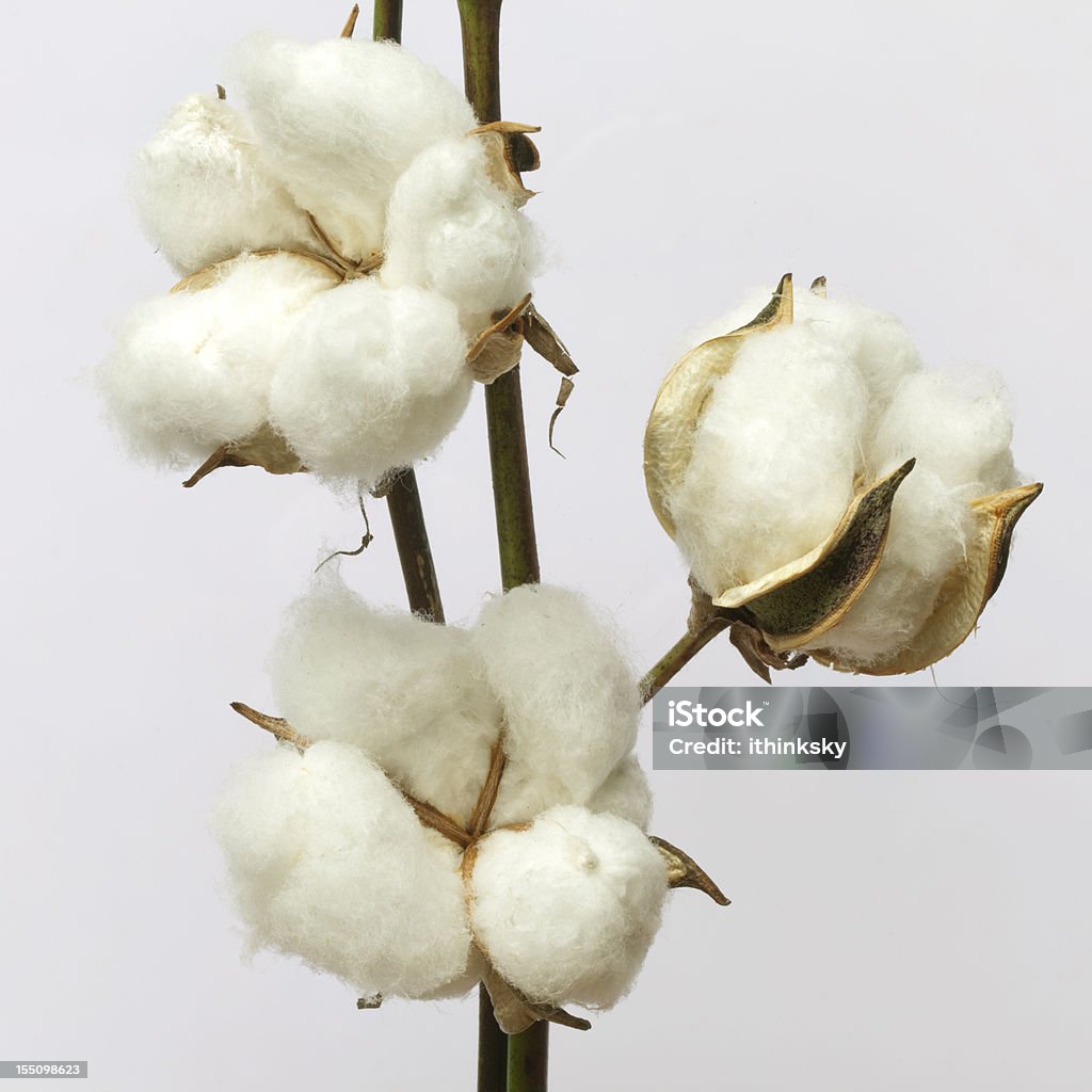 O algodão - Foto de stock de Algodão - Malvaceae royalty-free