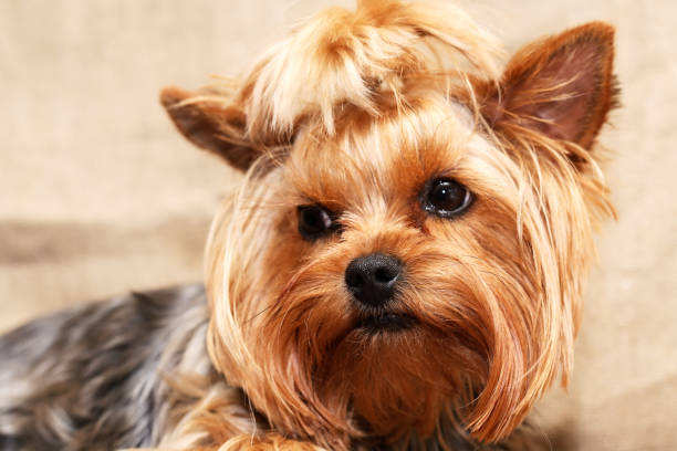 istock Funny Little Dog 1550987393